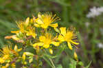 False spotted St. Johnswort